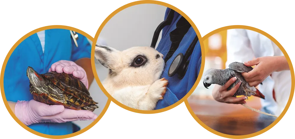 veterinaria de exóticos